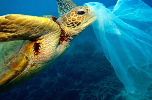 10 Tác hại của rác thải nhựa đối với môi trường và sức khỏe con người 2