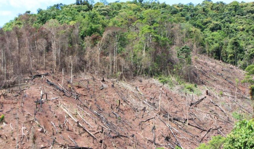 Hậu quả của việc phá rừng đầu nguồn đối với con người và sinh vật như thế nào 3